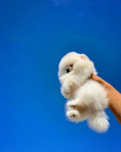 Orjinal Büyümeyen Irk Pomeranian Boo Yavrularımızdan 1