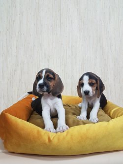 Elizabeth Beagle Yavruları 3