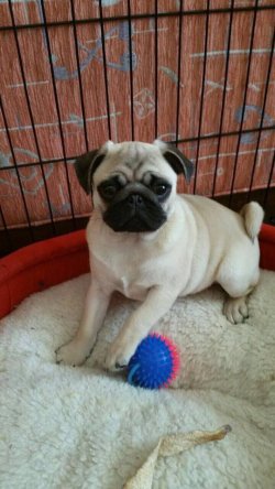 Sevimli Pug Mons Yavruları 2
