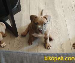 EBKC SECERELİ AMERİKAN BULLY POCKET 1