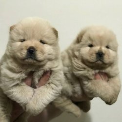 Satılık Chow Chow Yavruları 2