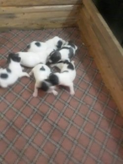 French Bulldog Bebekler 2