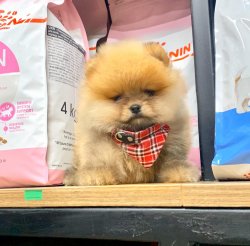 Pomeranian Teddy Face Yavrumuz 3