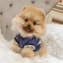 Orjinal Pomeranian Boo Yavrularımız 1