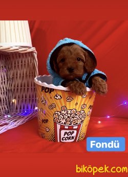 Toypooddle Irk Garantılı Yavrular 3