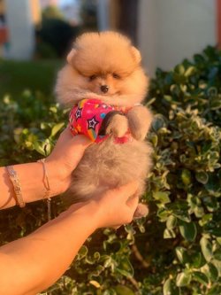 SAFKAN VE SAĞLIKLI POMERANİAN BOO 3