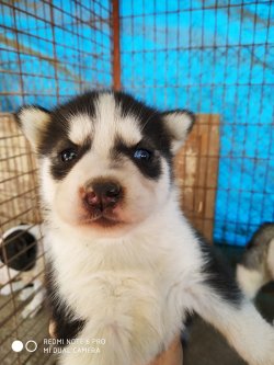 Muhteşem Husky Yavruları 4