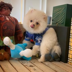 Güncel PomeranianBoo Oğlumuz 5