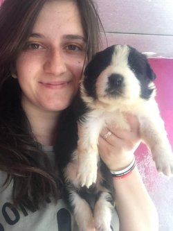 Çiftliğimizden Border Collie Yavrularımız 1