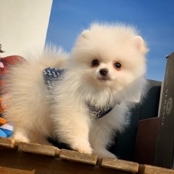 Yarışma Düzeyi PomeranianBoo Yavrularımızdan 4