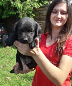 Sevimli Labrador Retriever Yavrularımız 3
