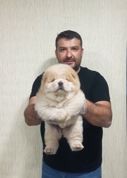 Mor Dilli Aslan Yavruları CHOW CHOW 3