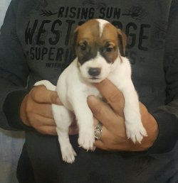 Fare Avcısı Jack Russell 2