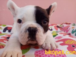 Süper Kalite Franch Bulldog ( Fransız ) Yavrularımız Geldi 1