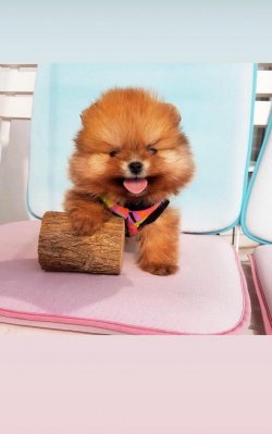 Boo Pomeranian Tedy Bear Yavrular 4
