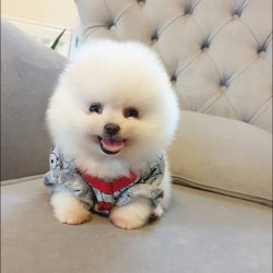 Orjinal Pomeranian Boo Yavrularımız 1