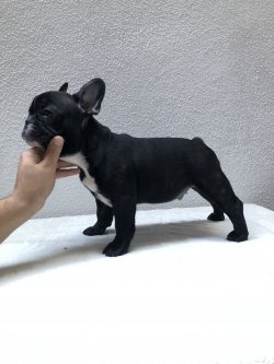 Fcı A Class Secereli Belgeli Show Kalite French Bulldog Yavruları 2 1