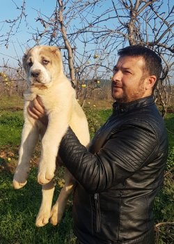 Satılık Dev Alabay Yavruları 4