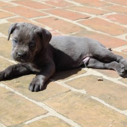 Cane Corso Yavrularımız 2