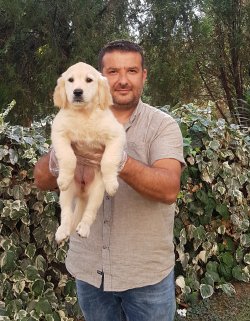 Jumbo Golden  Yavrularımız 2