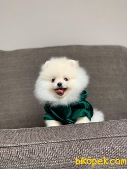 Secereli Pomeranian Yavrular 3