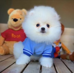 Orjinal  Teddybear Yüz Yapısına Sahip PomeranianBoo 2