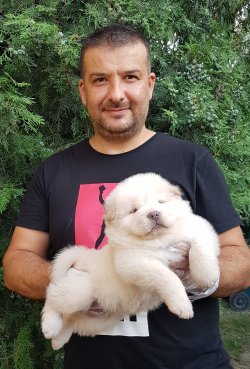 Mor Dili Chow Chow Yavruları 2