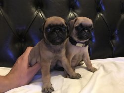 Sahininden Satılık A Kalite  Pug Mops Yavru 5