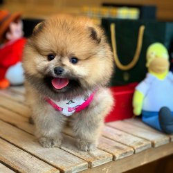 Sıfır Numara PomeranianBoo Yavrularımızdan 5