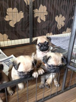 PUG MOPS YAVRULARI 3