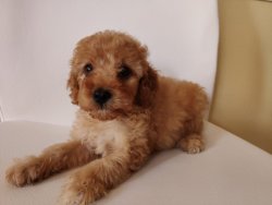 Toy Poodle Super Kalite 2 Aylık Dişi Yavru 1