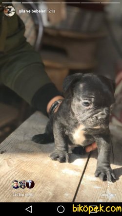 French Bulldog Yavruları Baba Fawn Anne Naturel 3