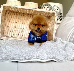 Orjinal Boo Pomeranian Yavrular 4