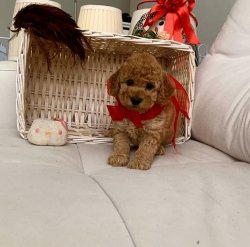 Safkan Toy Poodle Yavrularımız 3