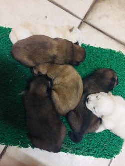 Sahibinden Satılık Chow Chow - Çin Aslanı Yavrular 4