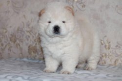 Chow Chow Yavrusu Afyondan 4