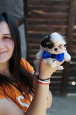 Minik Shihtzu Yavrumuz 1