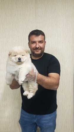 Mor Dilli Aslan Yavruları CHOW CHOW 1