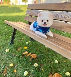 Orji̇nal Pomerani̇an Boo Yeti̇şki̇nleri̇mi̇z 2