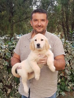 Jumbo Golden  Yavrularımız 3