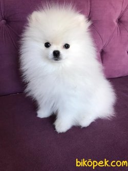 Orjinal Irk Garantili Pomeranian Boo Yavrularımız 2