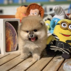 Yeni Gelen TeddyBear PomeranianBoo Yavrularımızdan 5
