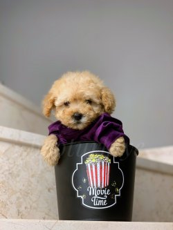 Minyatur Dişi Toy Poodle Yavrumuz 1