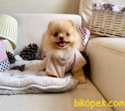 Irkının En Güzel Pomeranian Boo Yavruları 1