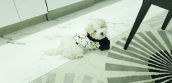 5 Aylık Maltese Terrier 0 Numara Tuvalet Egitimli 2