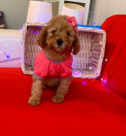 RED BROWN POODLE YAVRULAR 5