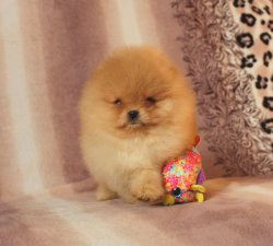 OYUNCAK SURATLI BOO POMERANİAN 1