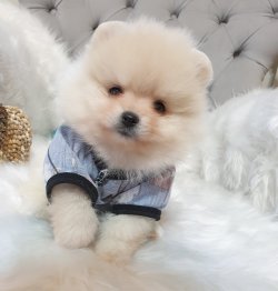 Satılık Pomeranian Boo Yavrularımız 2