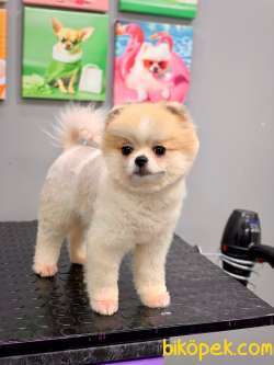 Efsane Güzellikte 8 Aylık Dişi Teacup Pomeranian Boo 4