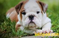 Efsane İngiliz Bulldog Yavrular 3